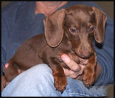 chocolate tan dachshund