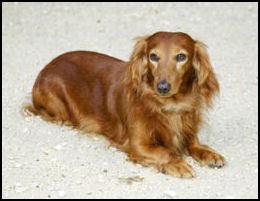 long coat dachshund