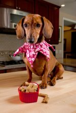 best dog treats for miniature dachshunds