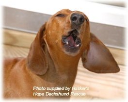 stop dachshund barking
