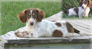 Piebald dachshund also sable and brindle coloured dachshunds