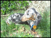 Dachshund dapple nero e marrone