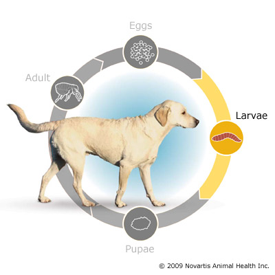 Flea Lifecycle