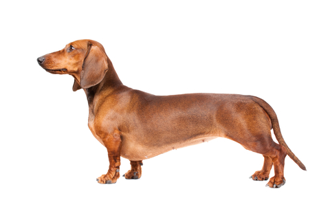 dachshund breed