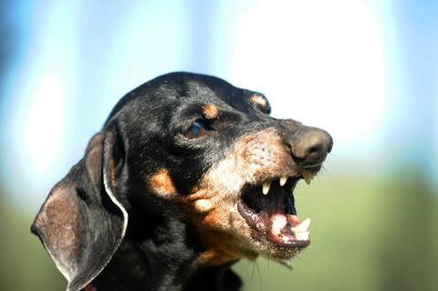 dachshund aggressive toward strangers