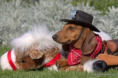 Sheriff Radley, Dachshund Rescue NW