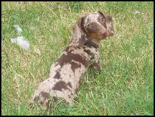 Chocolate and Tan Dapple Dapple Dachshund