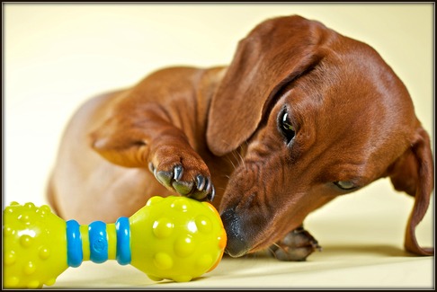 good toys for dachshunds