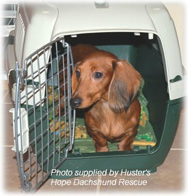 miniature dachshund crate size