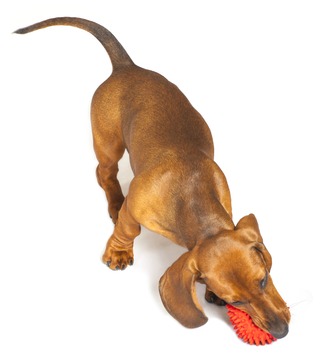 Dachshund with ball