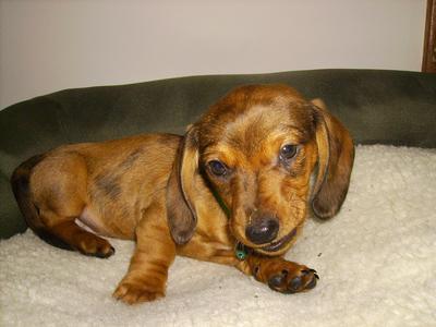 Hi Everyone, I'm Doogie the Doxie!!!!