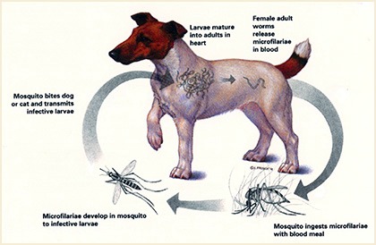 How your dog gets infected with heartworms
