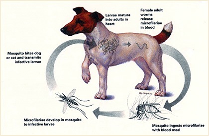 dog worms heart heartworm disease heartworms dogs if health pet symptoms mosquito novartis animal blood dachshund owner outdoors guide go