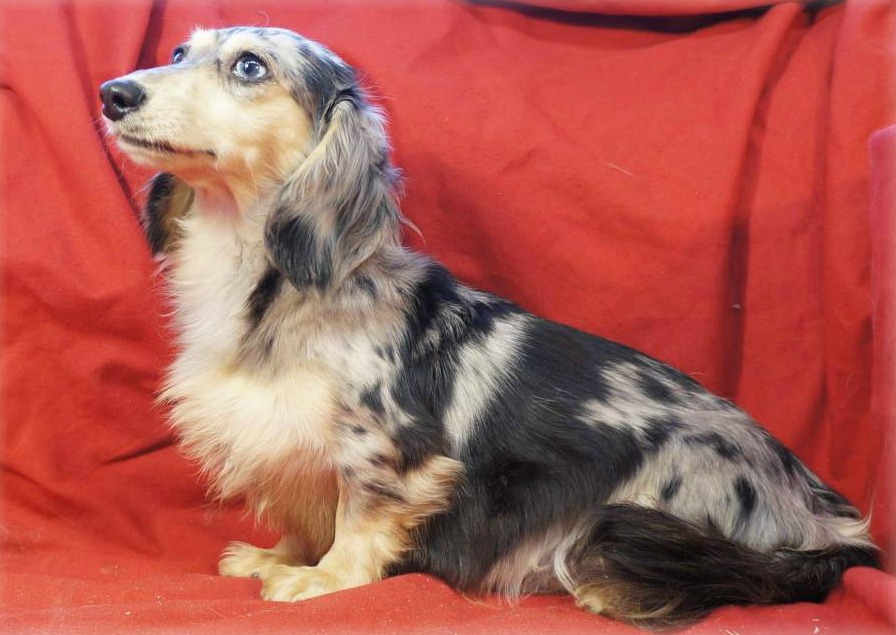 standard dapple dachshund