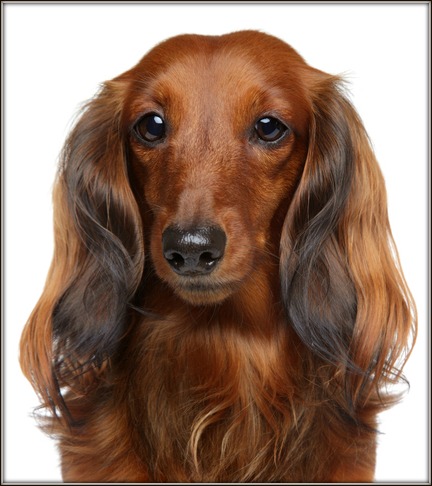 Long Haired Dachshund