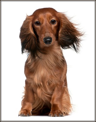 Longhaired Dachshund