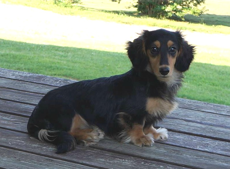 black and cream dachshund