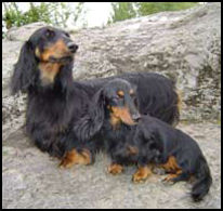Size comparison of the Standard and Miniature Dachshund