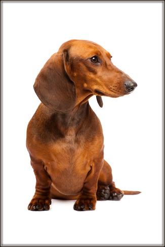 Smooth Haired Dachshund