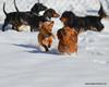 Radley playing in winter with rescues