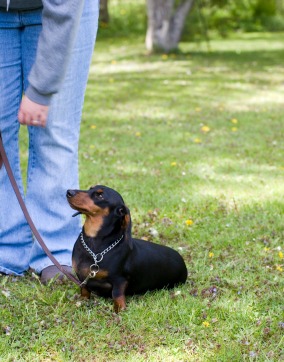 Dachshund Sitting