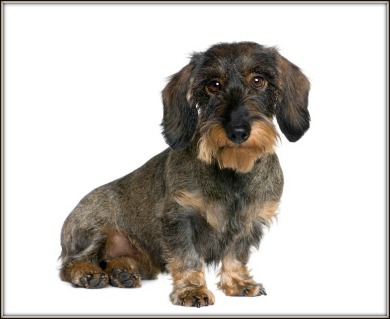 Image result for wire haired dachshund