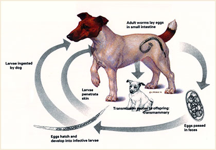 Hookworm lifecycle