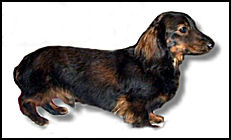 Long Haired Red Sable Dachshund