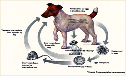 Roundworm lifecycle