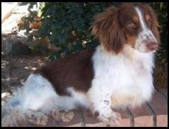 Chocolate and Cream Piebald Dachshund