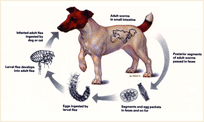 How your dog gets infected with tapeworms by fleas