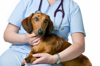 Dachshund and Vet