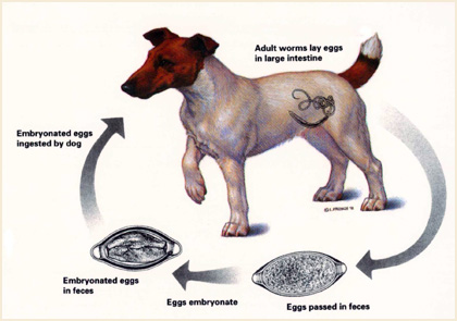 Whipworm lifecycle