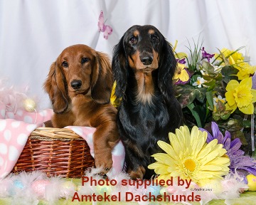 Two Standard Longhaired Dachshunds
