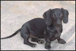 Black Smooth Dachshund