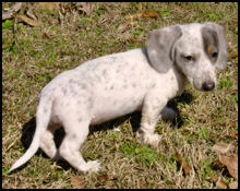 Blue and Tan Piebald Dachshund