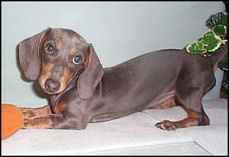 Blue and Tan Dachshund