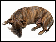 Brindle Dachshund