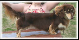 Chocolate and cream Long haired Dachshund