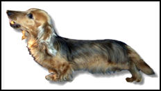 Long Haired Cream Sable Dachshund