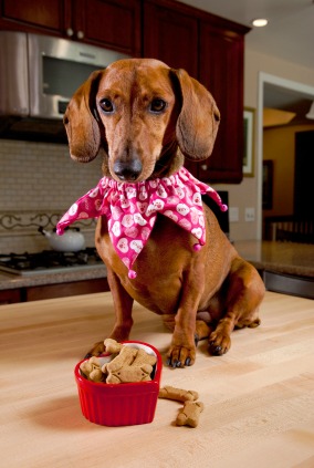 Dachshund and treats