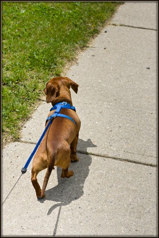 Dachshund walking on harness