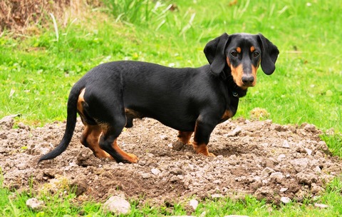 Dachshund Digging