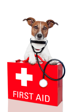 First aid kit for dogs