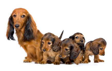 Longhaired Dachshund litter