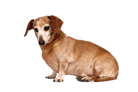 Older Dachshund