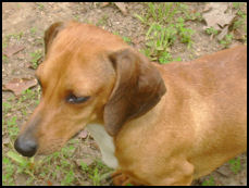 Red Dapple Dachshund