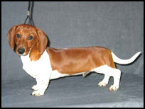 Piebald Smooth Dachshund