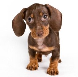 Dachshund Puppy