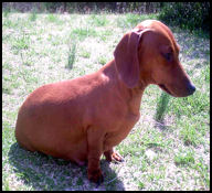 Red Smooth Dachshund